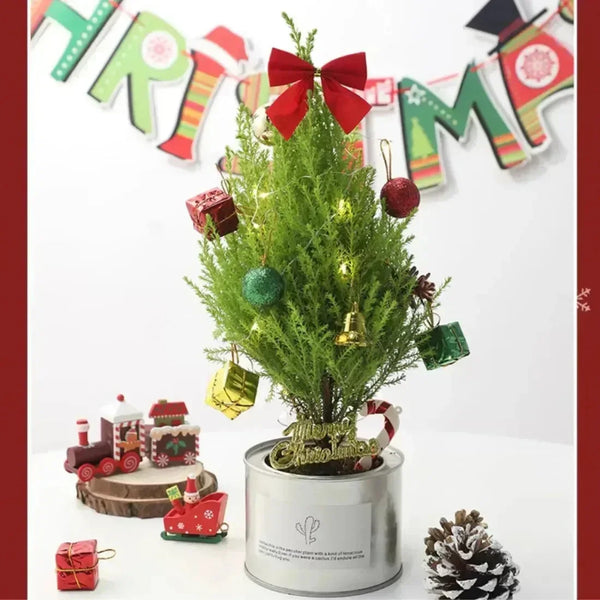 Stolní vánoční stromek (může vyrůst vyšší)